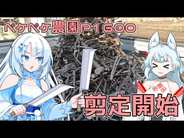 2026年1月9日　農作業日誌P1600　今期の剪定が本日より開始されて木が丸坊主になる