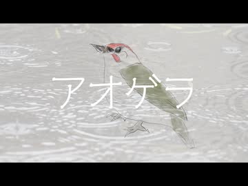 アオゲラ / 花隈千冬
