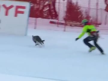 ホモと見る犬が乱入して中止になったスキーレース