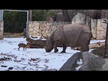 ホモと見るサイvsキョン