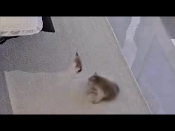 ホモと見る猫じゃらしで勝手に骨折してしまう子猫