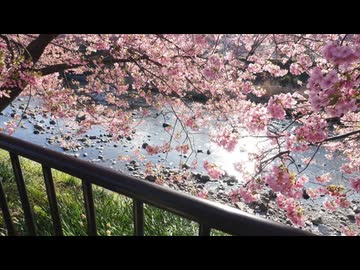 桜色に染まる彼 - IA