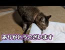 いろいろ譲って頂きました  【野良猫】