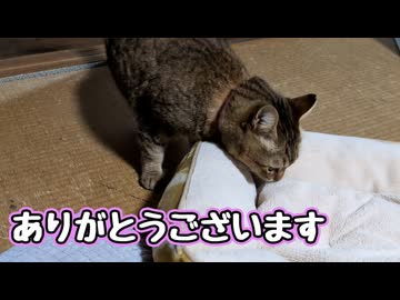 いろいろ譲って頂きました  【野良猫】