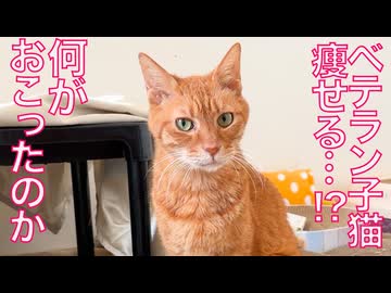 異変発生⁉︎ベテラン子猫、秋に急に痩せる