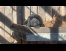 【大宮公園小動物園】ヨリー君と見つめ合ってみた。【ツキノワグマ】