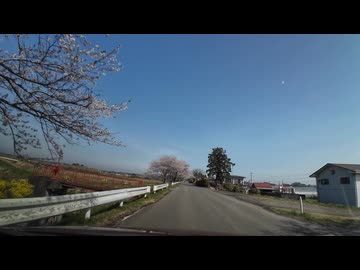 桜の名所　加護坊山から県北ドライブ9　宮城県登米市南方　千本桜３出口　2025　0419