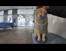 フェリー待合室で座ってたら、猫が当然の顔で隣に来た件ｗ