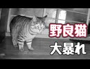 これが若さか…  【野良猫】