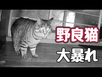 これが若さか…  【野良猫】