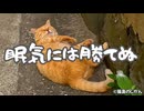 眠気には勝てぬ・・・