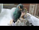 卵から少年への赤ちゃんの女性のPiegonの成長プロセス