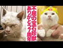 猫型珍獣7周年、その宝石は砕けない