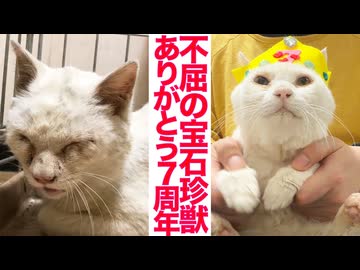 猫型珍獣7周年、その宝石は砕けない