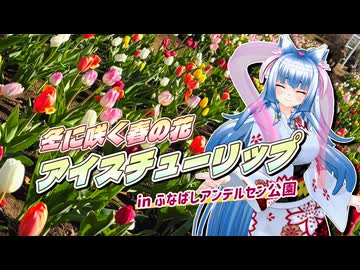 【ソフトウェアトーク旅行】冬に咲く春の花 アイスチューリップ in ふなばしアンデルセン公園【東北イタコ】