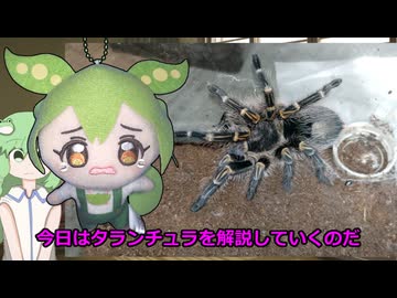 ずんだもんのタランチュラ解説なのだ！