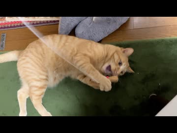 ネズミのおもちゃで遊んでる