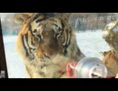 ホモと見る面倒くさそうに餌を食べてあげるトラ