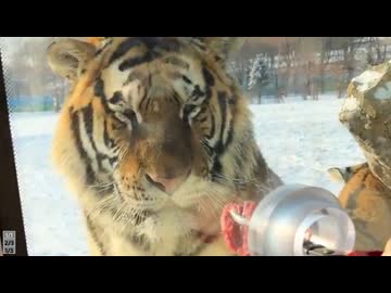 ホモと見る面倒くさそうに餌を食べてあげるトラ