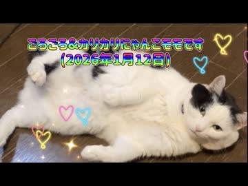 ごろごろ&カリカリにゃんこモモです(2026年1月12日)
