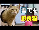 雪でも忙しい様で… 【野良猫】