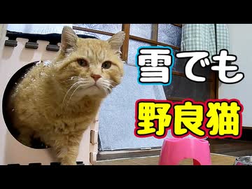 雪でも忙しい様で… 【野良猫】