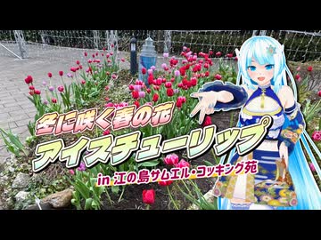 【ソフトウェアトーク旅行】冬に咲く春の花 アイスチューリップ in 江の島サムエル・コッキング苑【WhiteCUL】