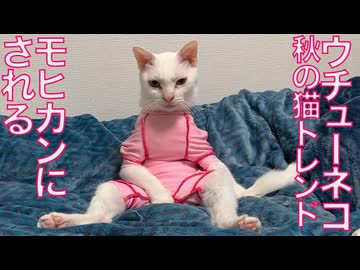 珍妙ウチューネコ、秋のトレンドでモヒカンにされる