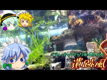 ［アクアリウム］ゆっくり遺跡風水槽を立ち上げる