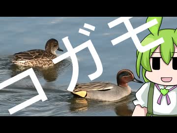 【令和7年度カモケツ投稿祭】コガモは子供のカモではない。【シリーズとりさん】