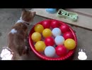 猫いっぱい002