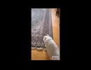 猫いっぱい003