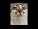 猫いっぱい004