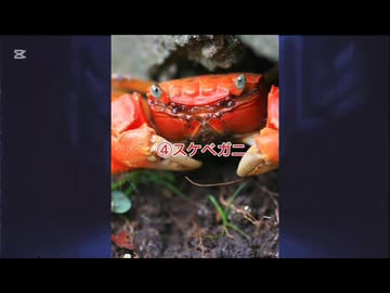 ゴー・トゥ・蟹都会