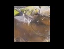 猫いっぱい006