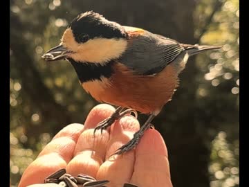 金刀比羅宮の山雀（ヤマガラ）にヒマワリの種を摘まんで頂く