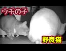 トンネルを抜けると お尻だった 【野良猫】