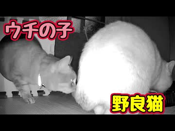 トンネルを抜けると お尻だった 【野良猫】