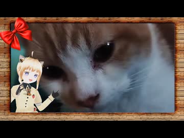 みんにゃのあいどるねこちゃんにゃ♪