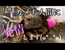実は、カメも人間に発情します。