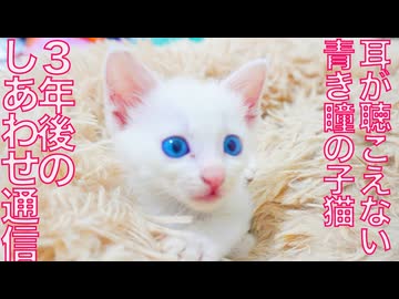 耳が聴こえない青き瞳の子猫、3年後のしあわせ通信