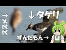 タゲリにタゲります。【シリーズとりさん】