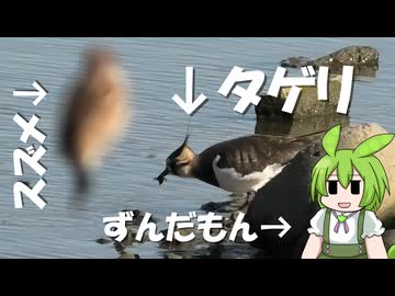 タゲリにタゲります。【シリーズとりさん】