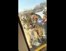 やじゅまんと見る寅さん