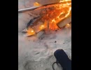 やじゅまんと見る献身