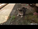 猫ってこういうとこ入りたがりだよね