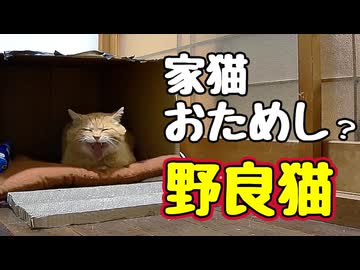 ほぼ家で寝てた 【野良猫】 【野良猫】