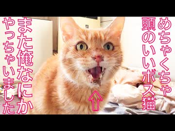 超賢いボス猫、闘病中にやらかす