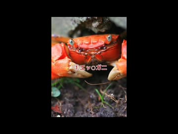 エッチなカニ4選