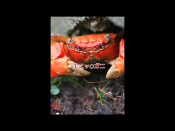 金星のエッチなカニ4選